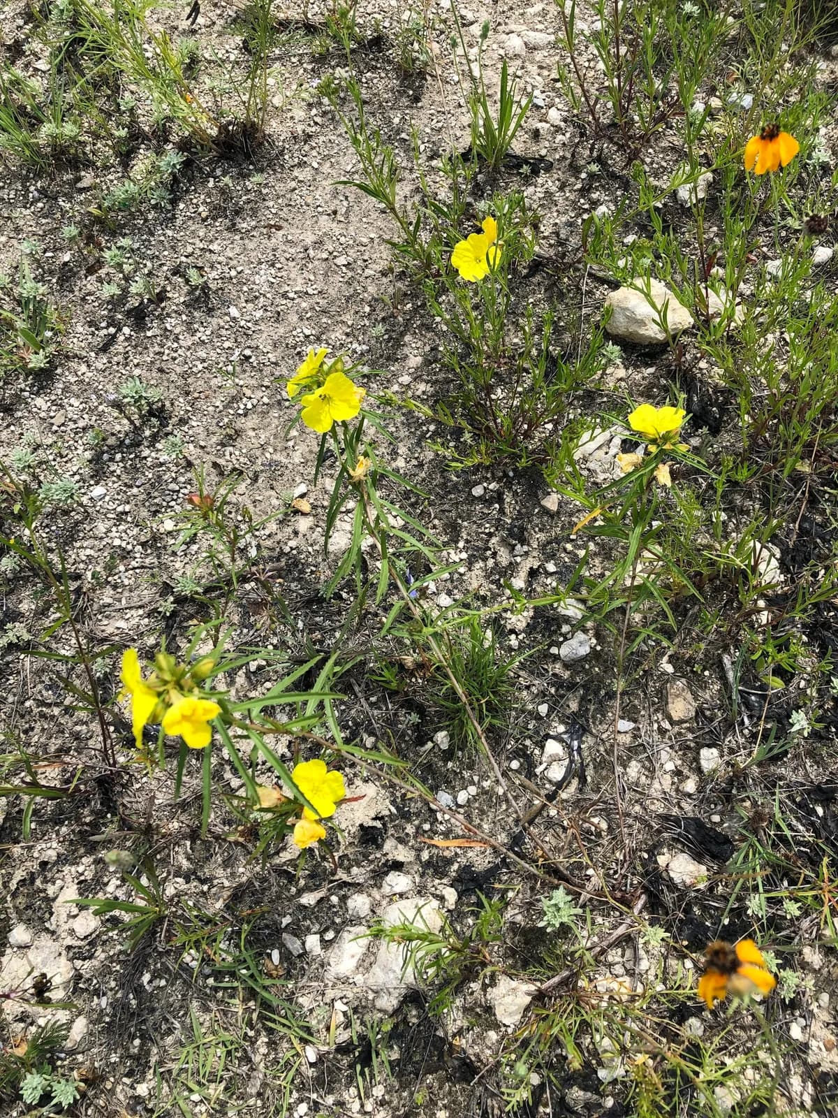 Berlandier's sundrops (Calylophus berlandieri)