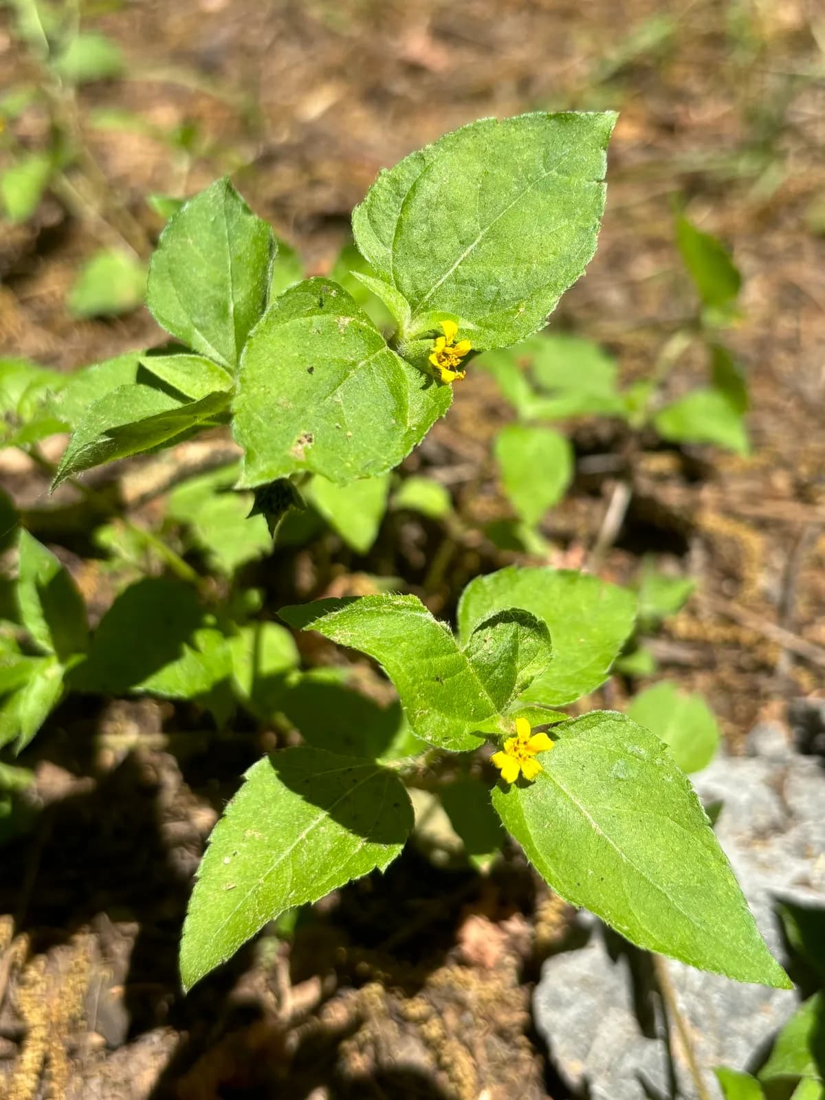 Horseherb (Calyptocarpus vialis)