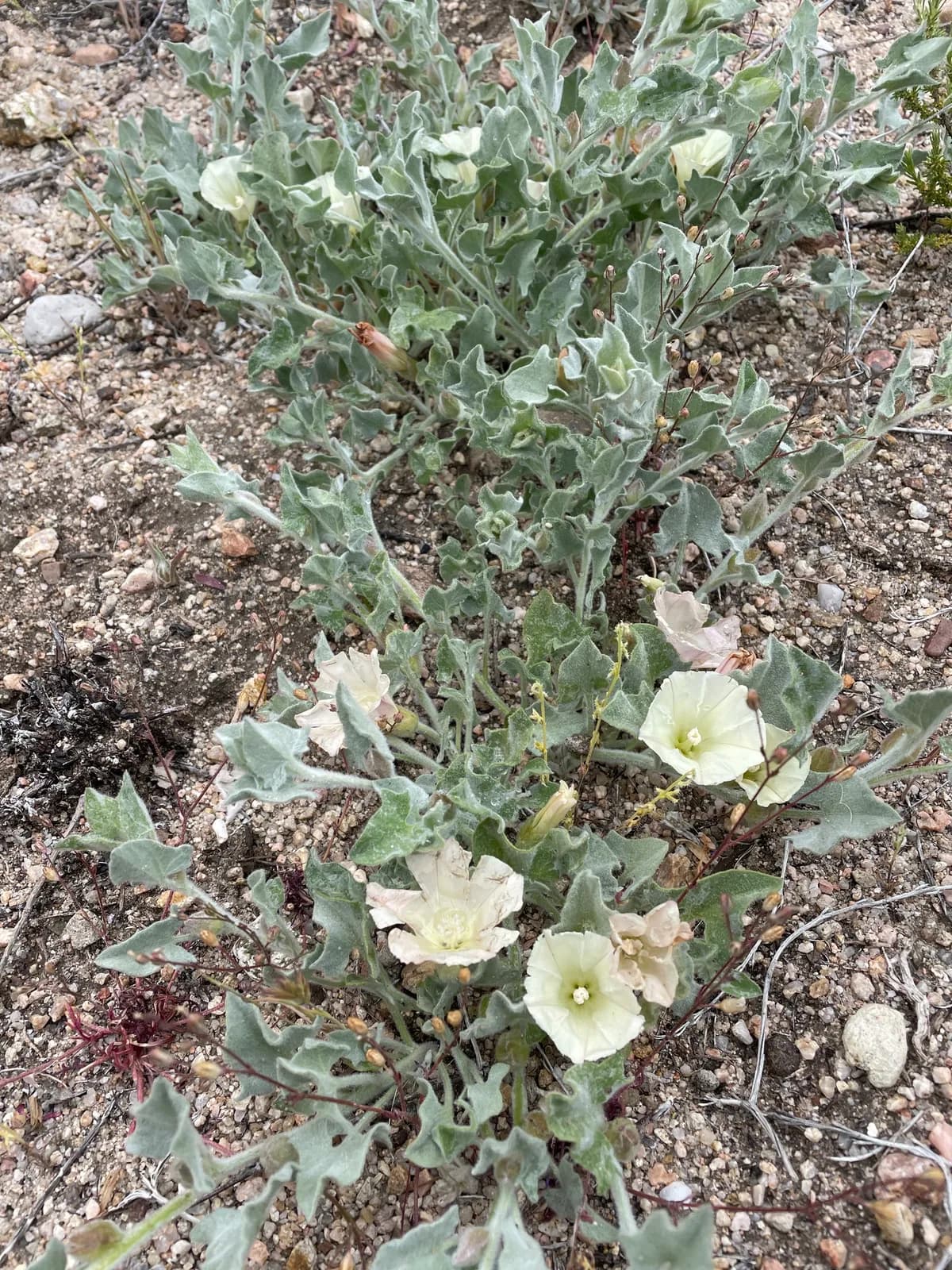 Sierra false bindweed (Calystegia malacophylla)