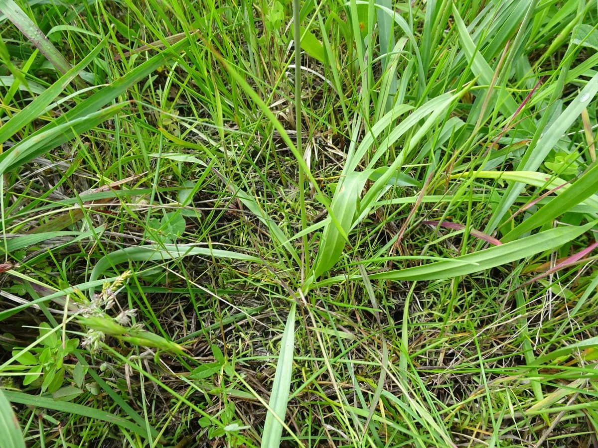 Prairie camas (Camassia angusta)