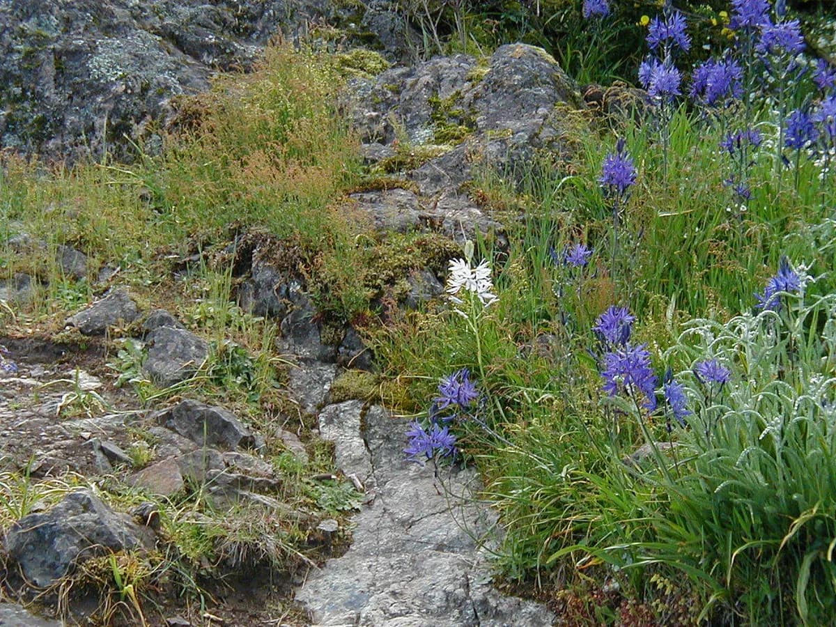 Large camas (Camassia leichtlinii)
