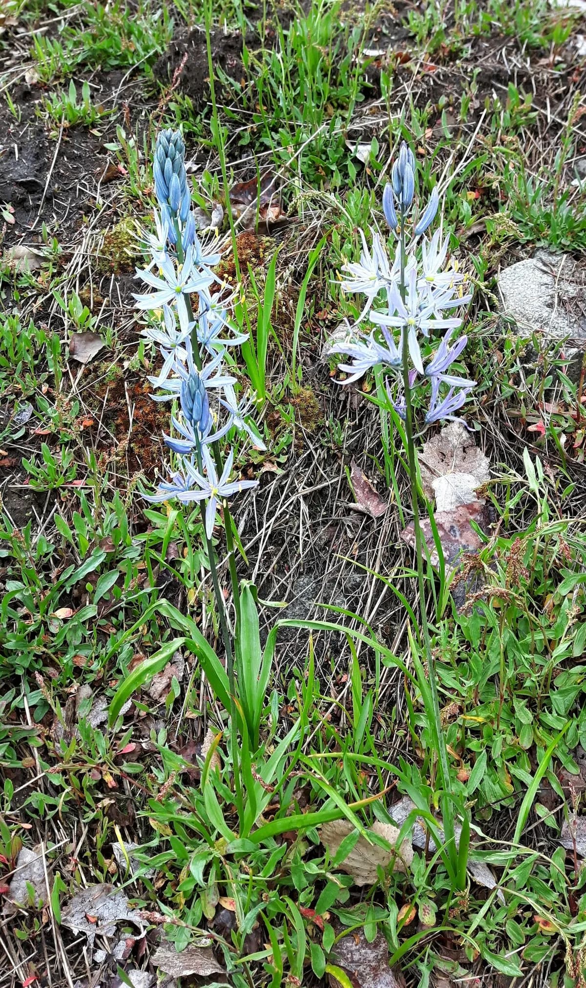 Camash (Camassia quamash)