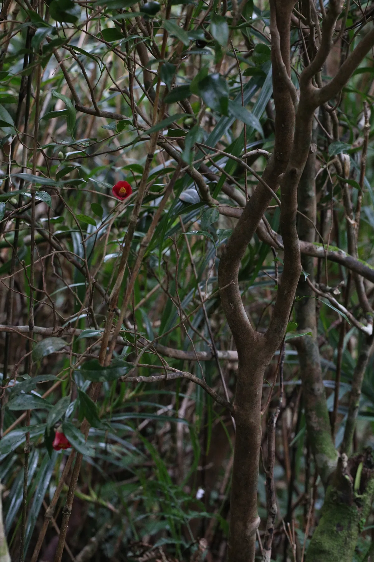 Camellia (Camellia japonica)
