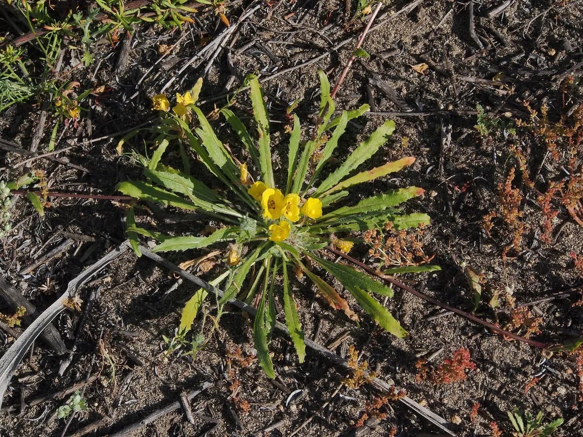 California sun cup (Camissoniopsis bistorta)