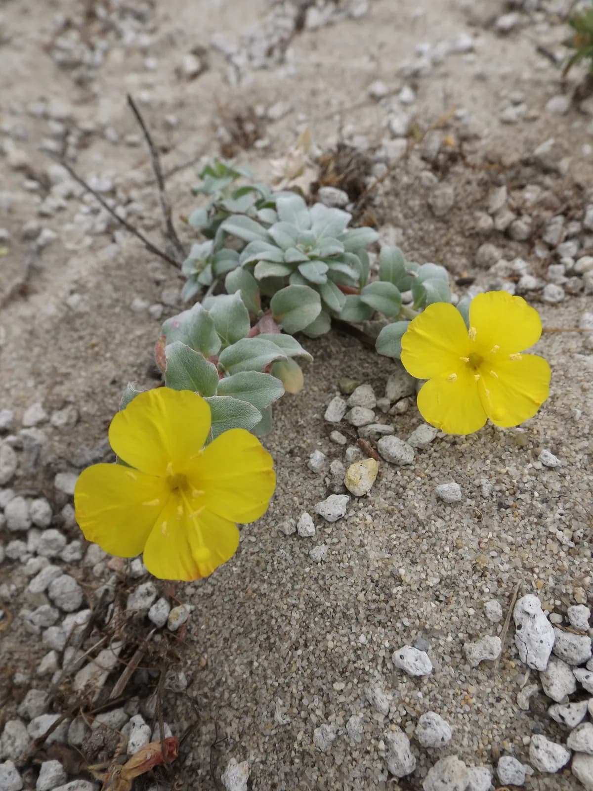 Beach primrose (Camissoniopsis cheiranthifolia)