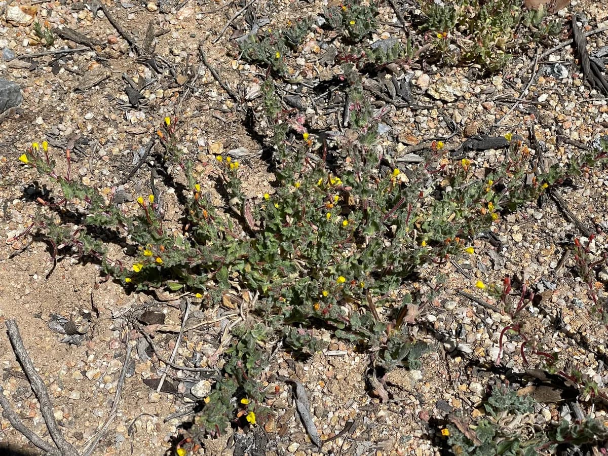 Santa cruz island suncup (Camissoniopsis hirtella)
