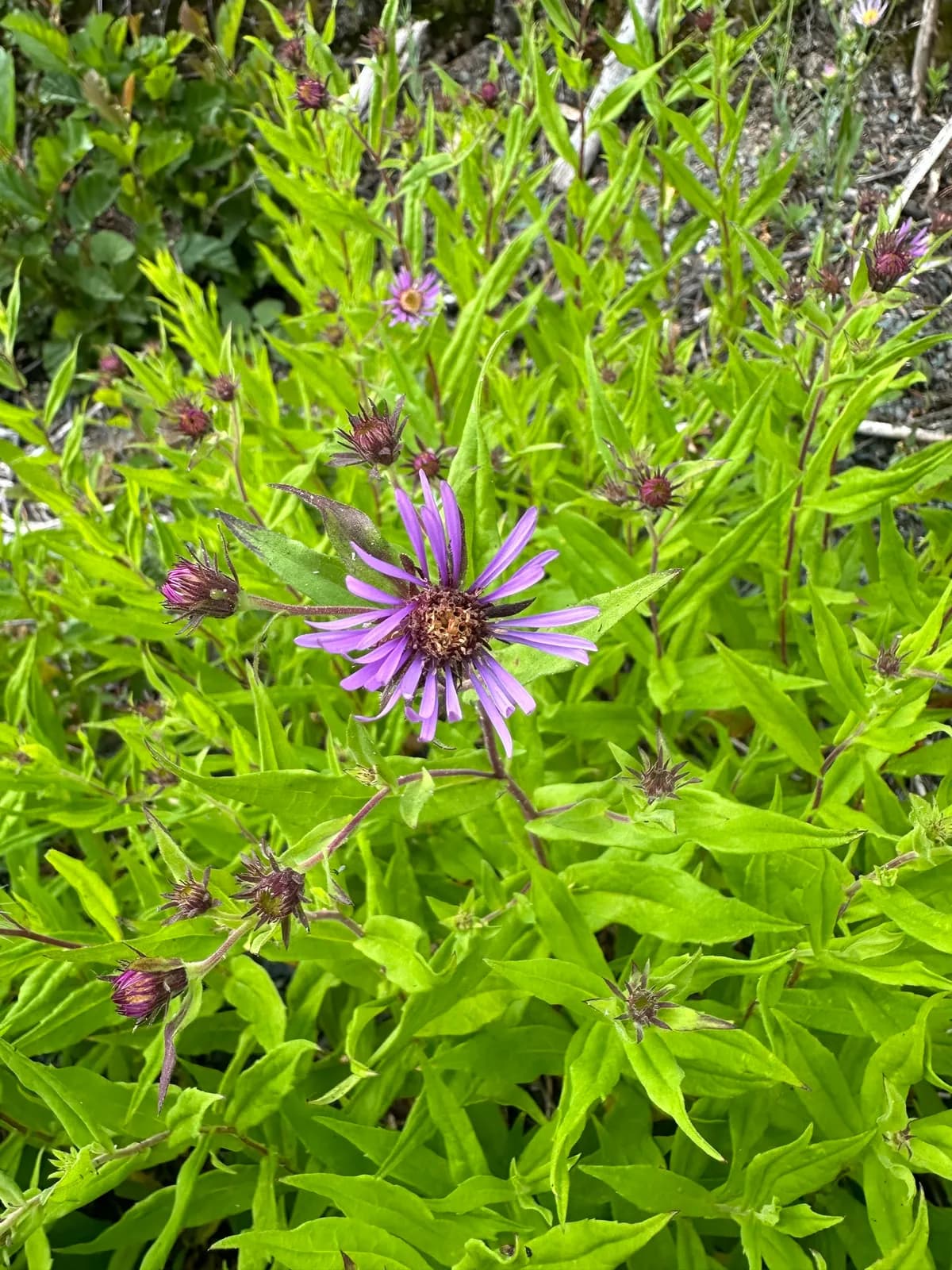 Modesty aster (Canadanthus modestus)