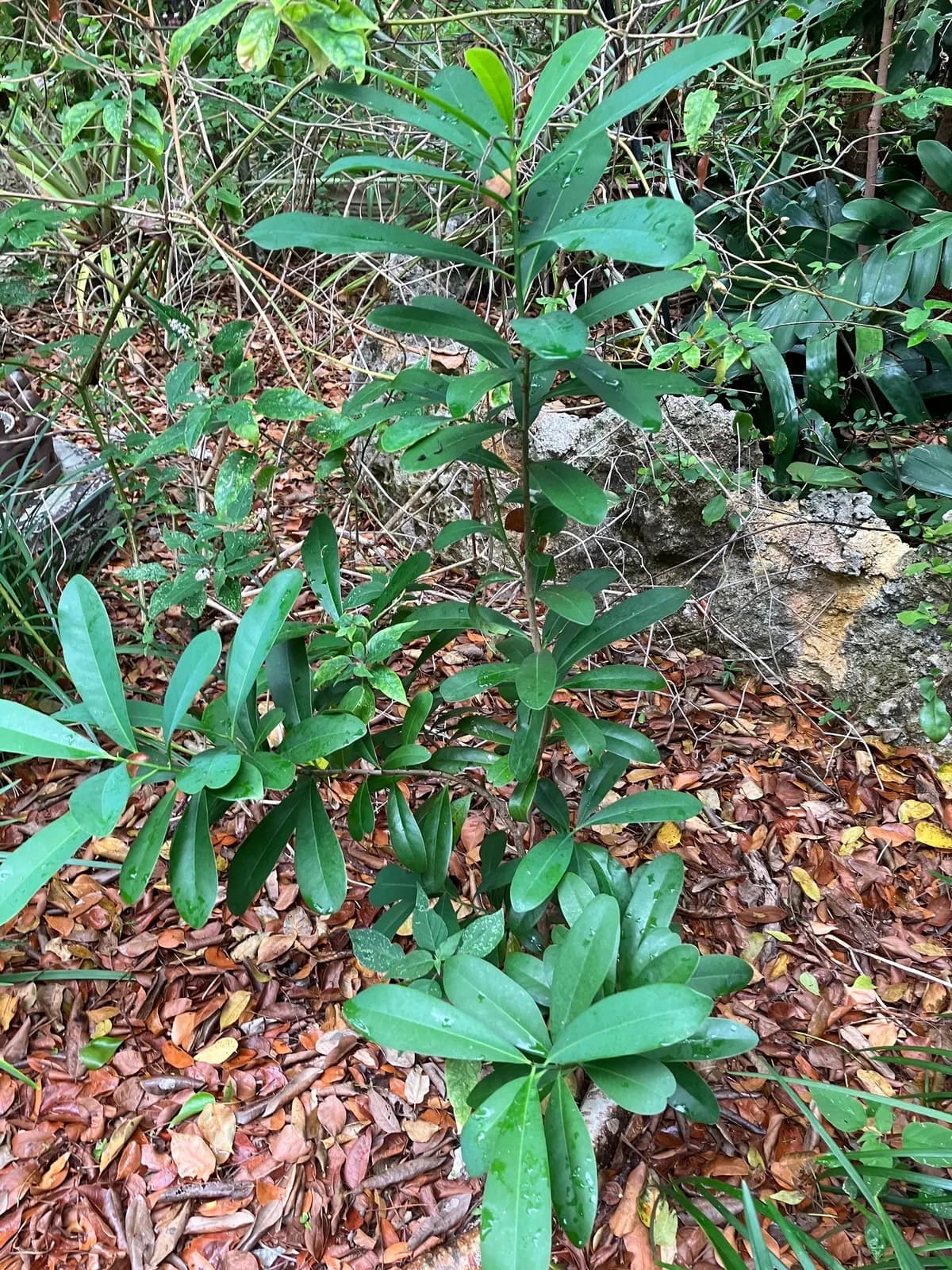 Canella (Canella winterana)