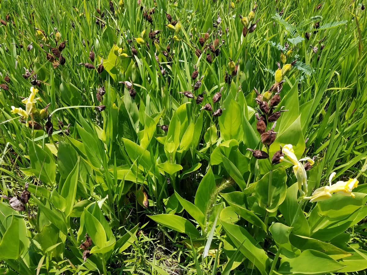 Bandana-of-the-everglades (Canna flaccida)