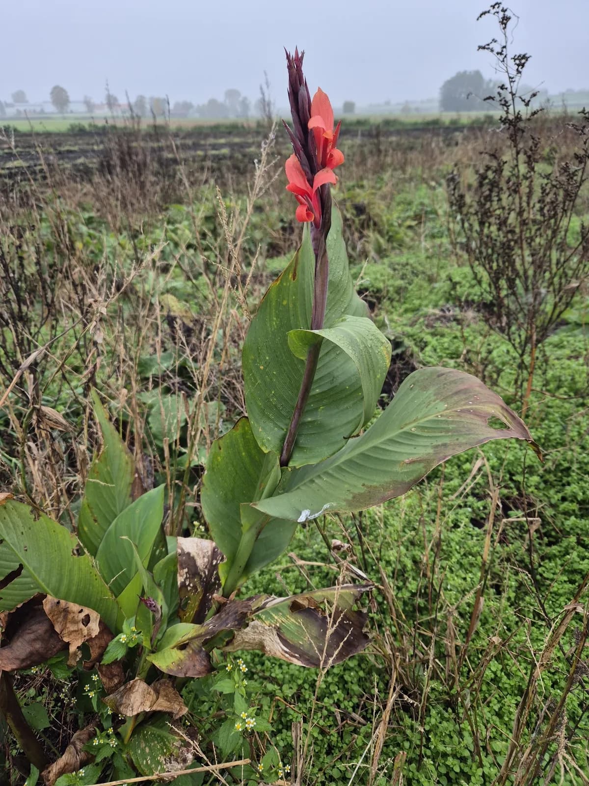 Indian Shot (Canna indica)