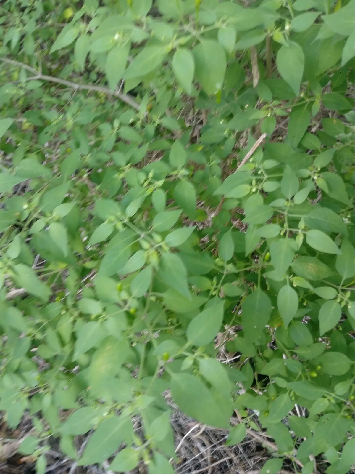 Chile Pequin (Capsicum annuum)