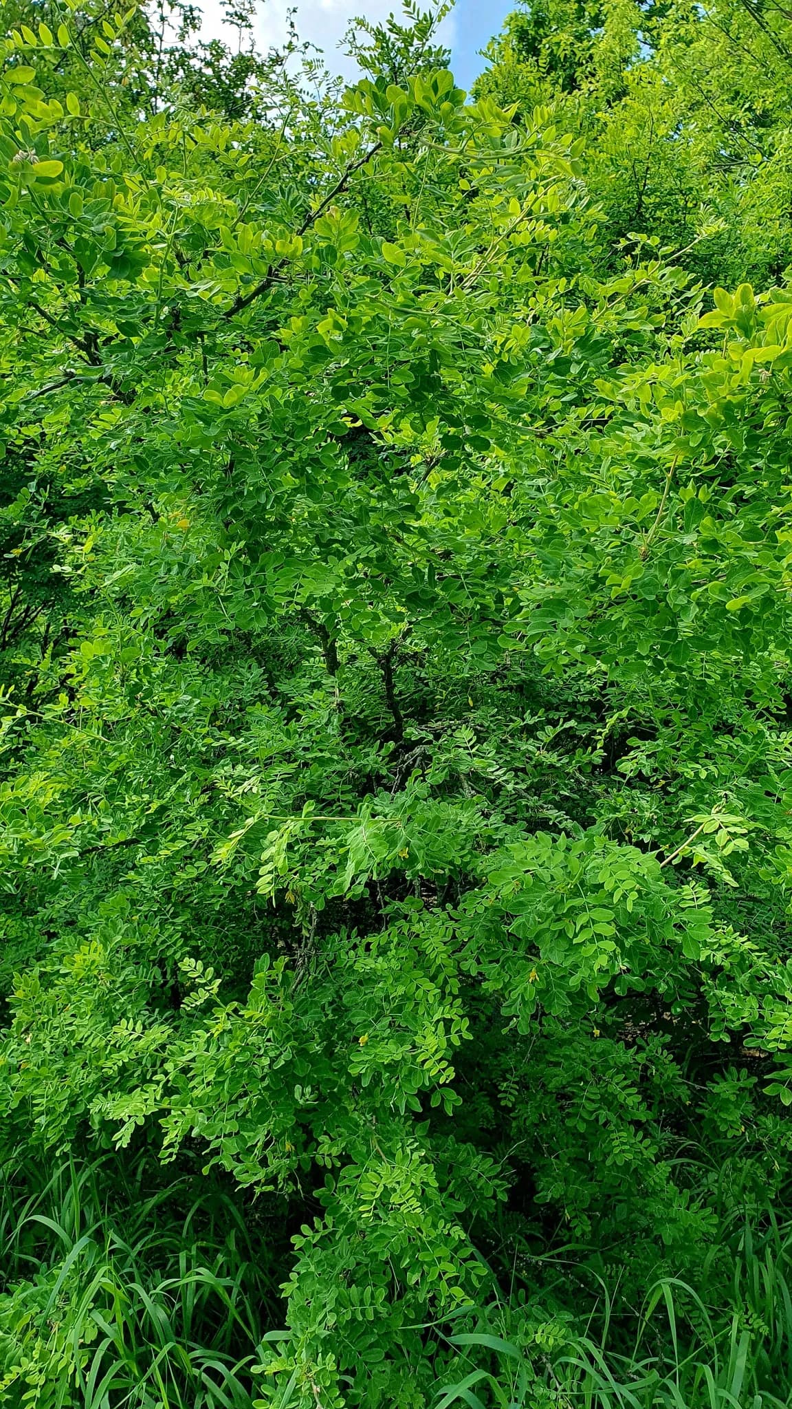 Siberian peatree (Caragana arborescens)