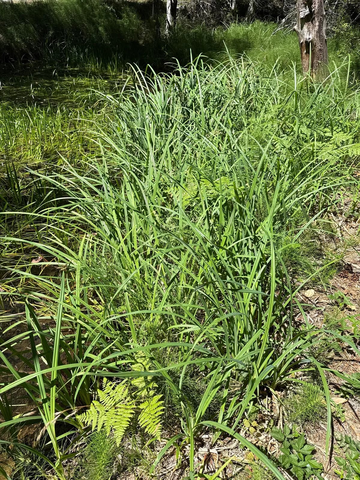 Big-leaf sedge (Carex amplifolia)