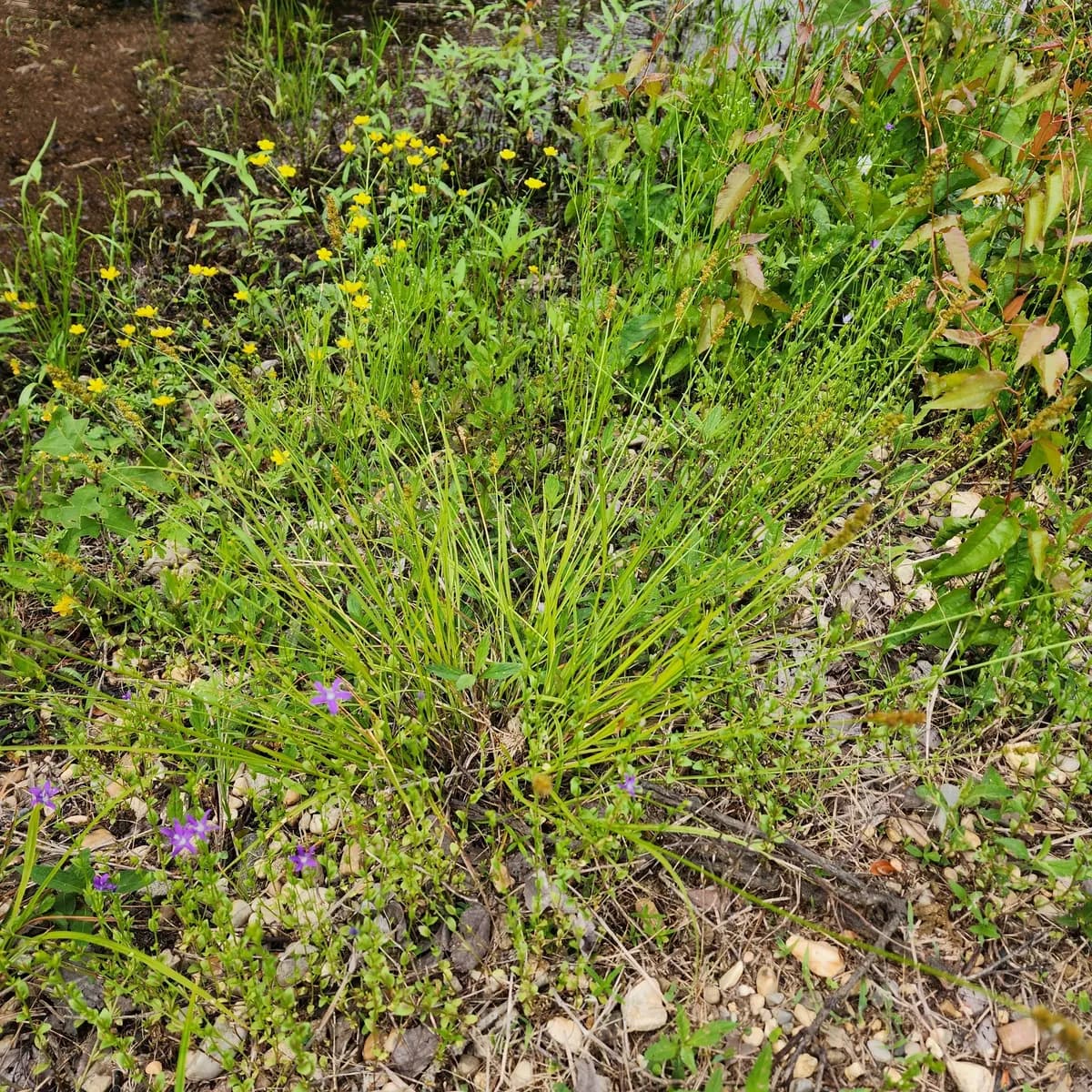 Small Yellow Fox Sedge (Carex annectens)