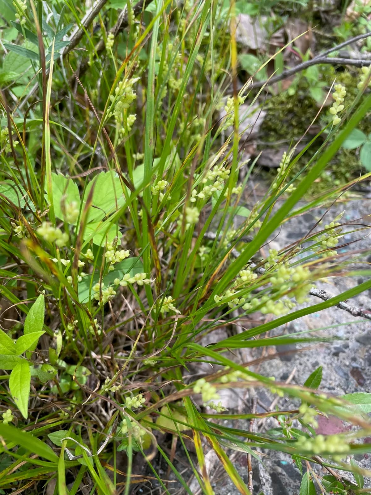 Golden Sedge (Carex aurea)