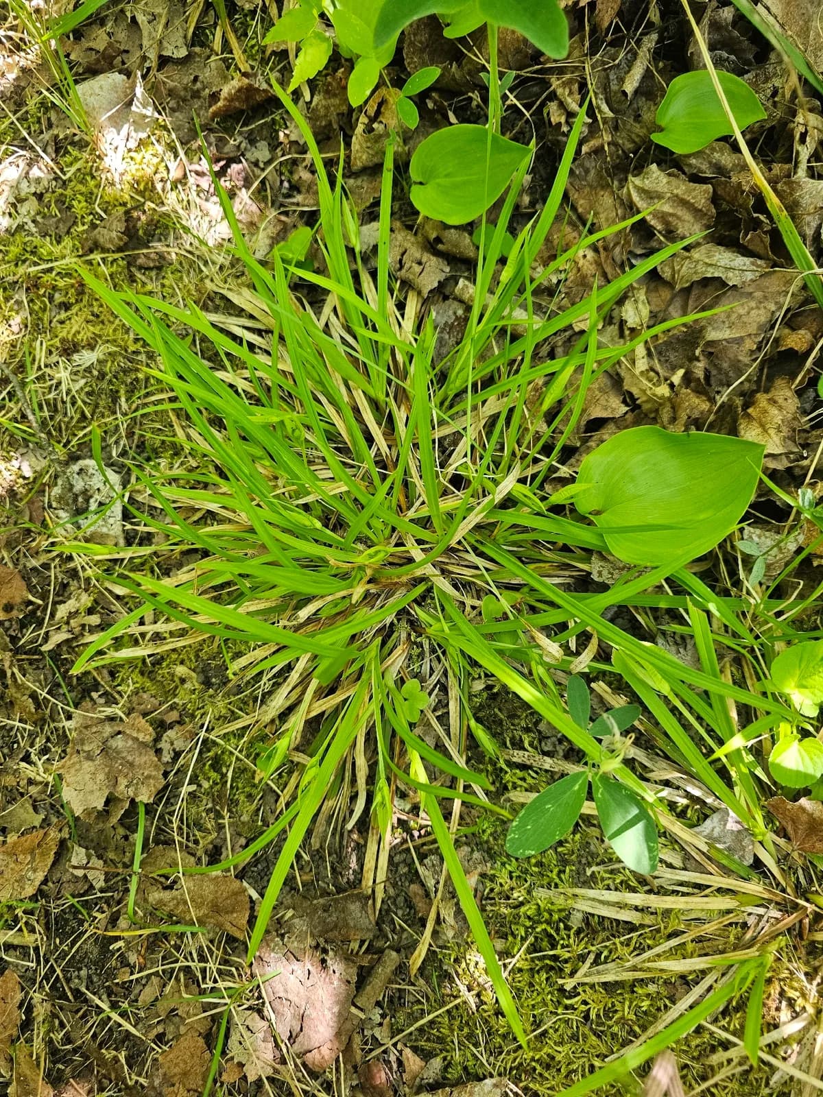 Back's Sedge (Carex backii)