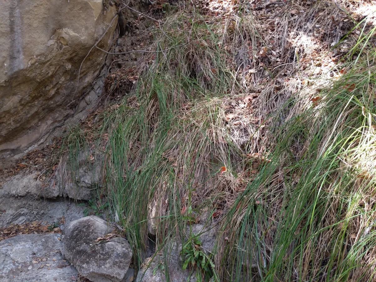 Santa barbara sedge (Carex barbarae)