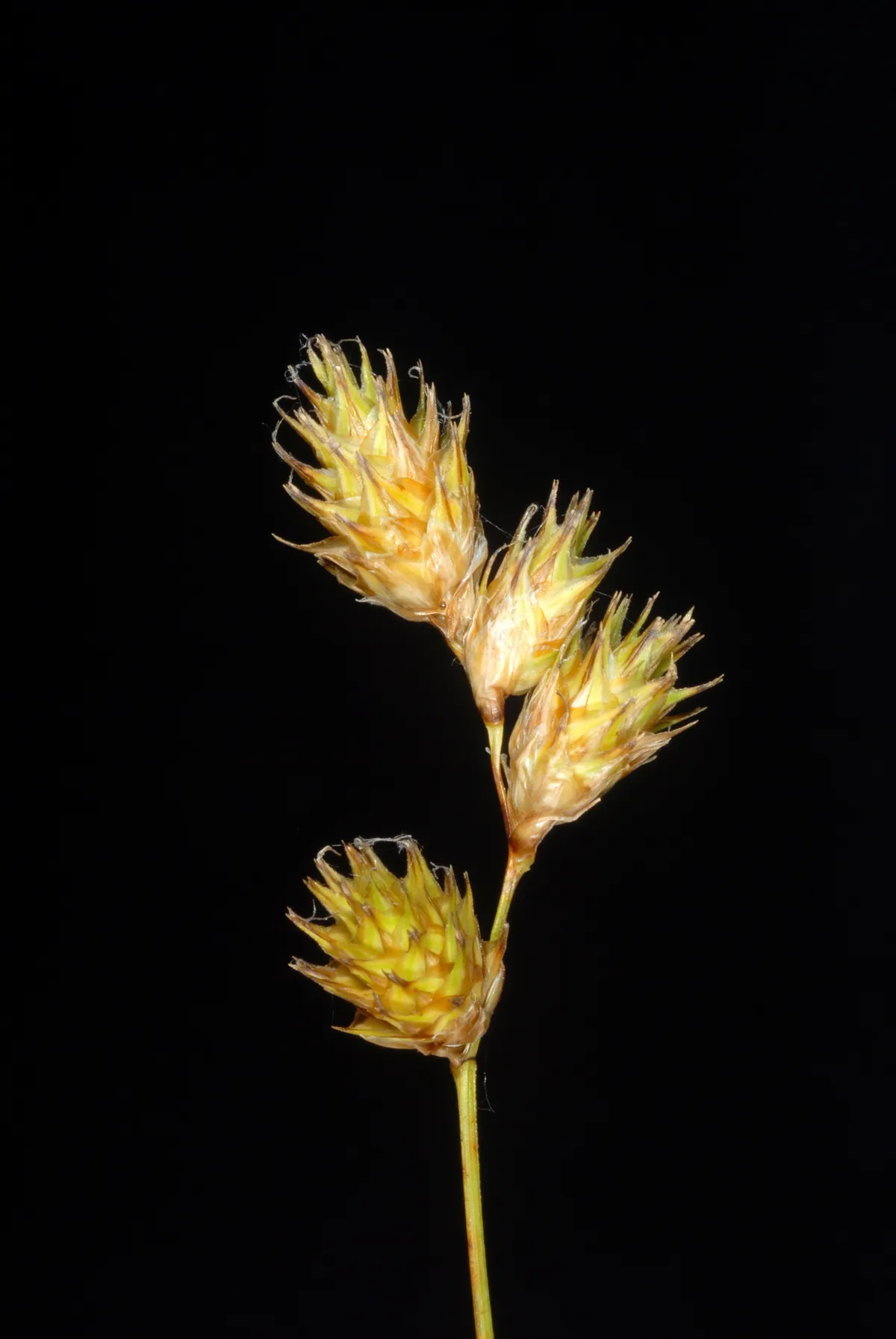 Bicknell'S Sedge (Carex bicknellii)