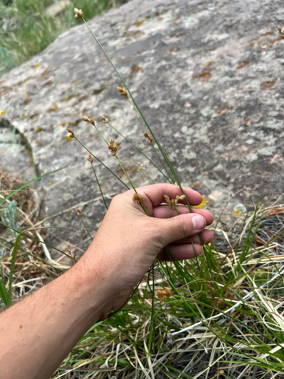 Shortbeak Sedge (Carex brevior)
