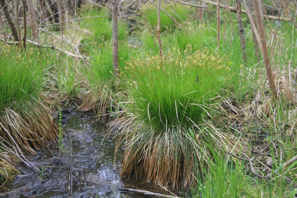 Brome-Like Sedge (Carex bromoides)