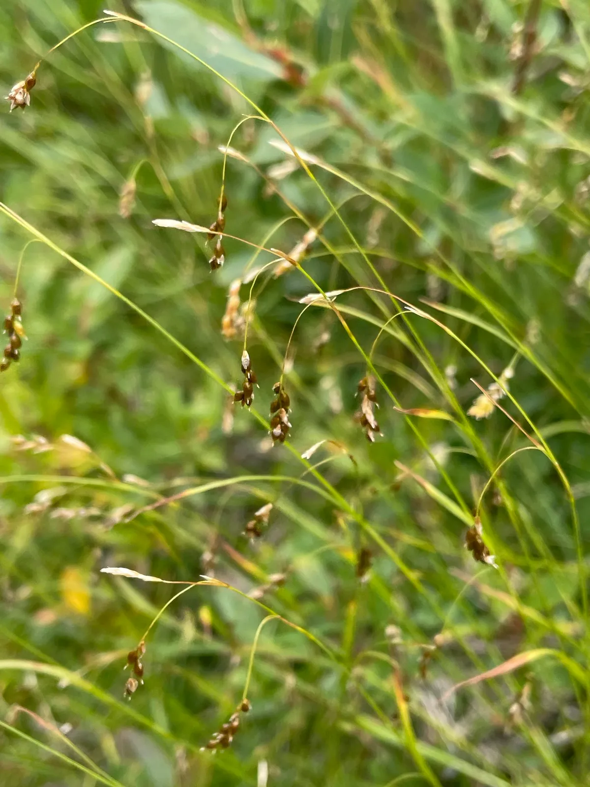 Hair Sedge (Carex capillaris)