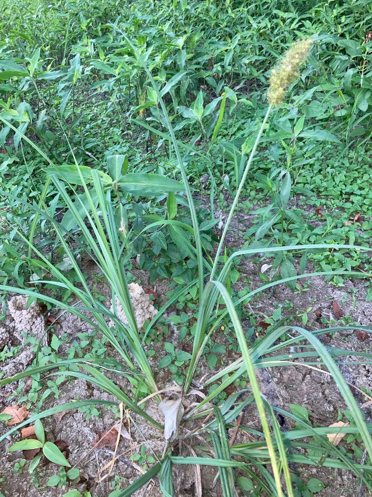 Ravensfoot Sedge (Carex crus-corvi)