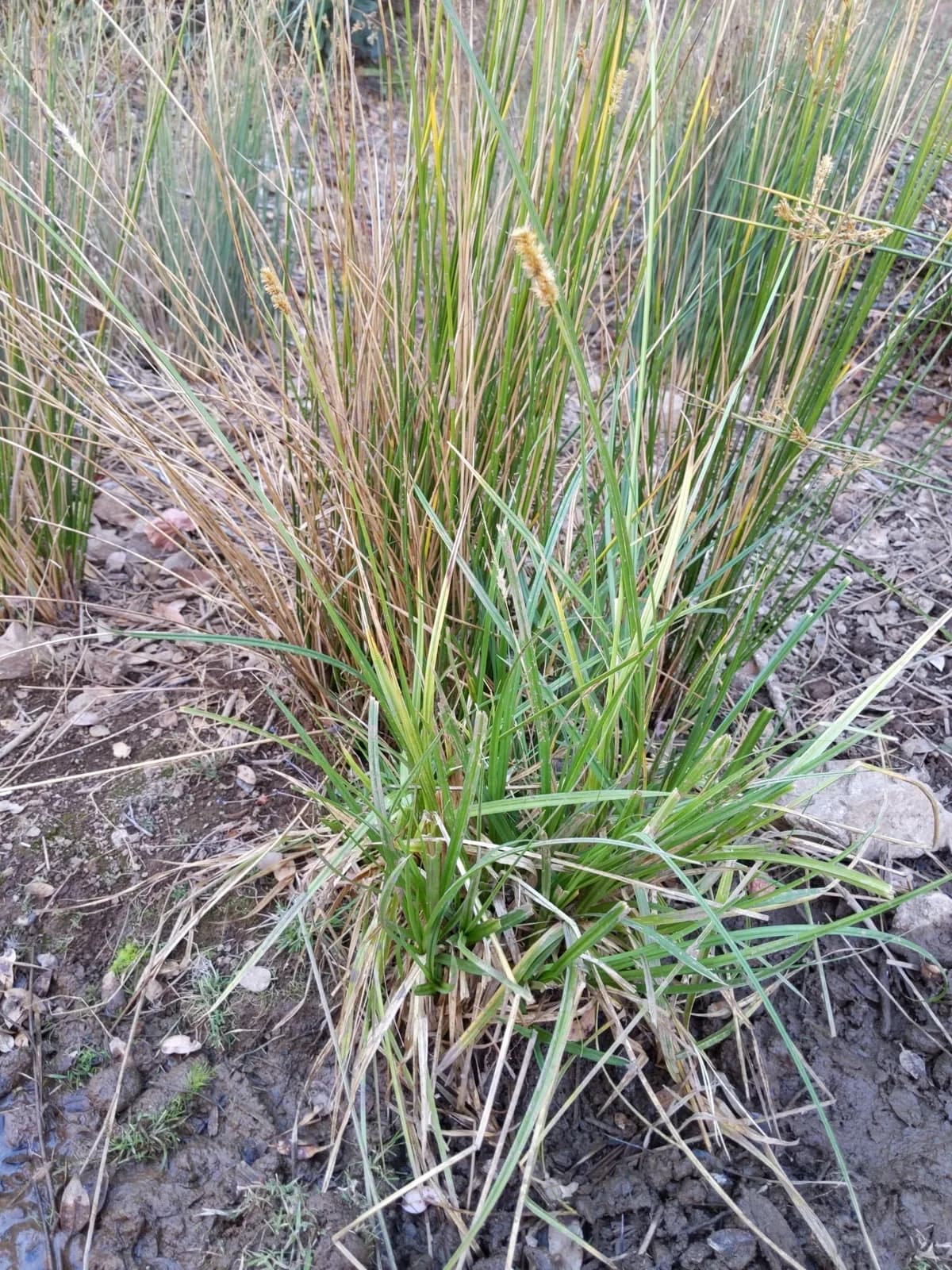 Dudley's sedge (Carex densa)