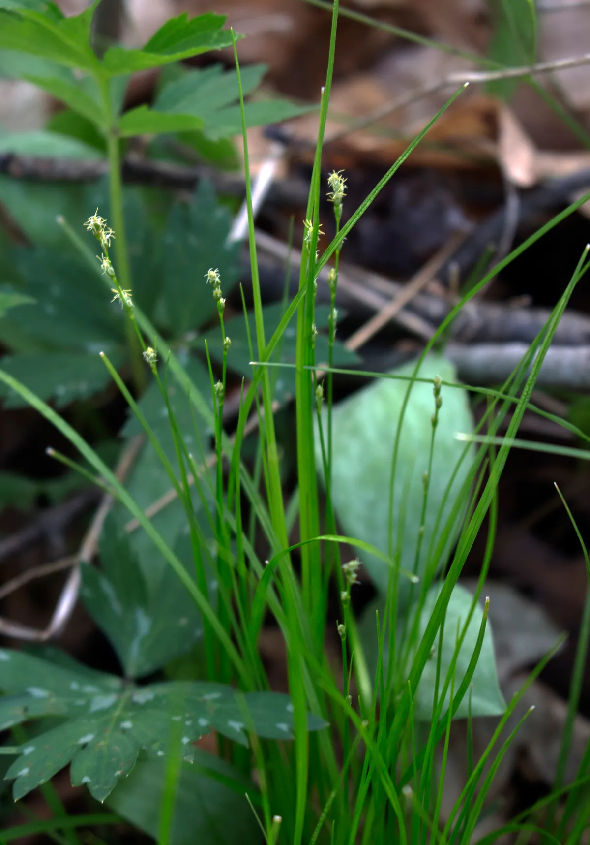 Dewey Sedge (Carex deweyana)
