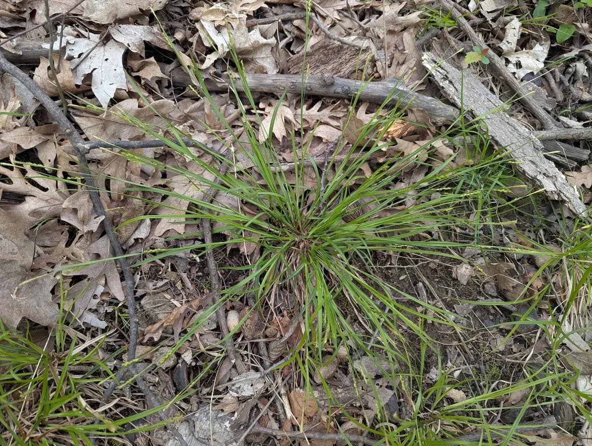 Narrow Leafed Wood Sedge (Carex digitalis)