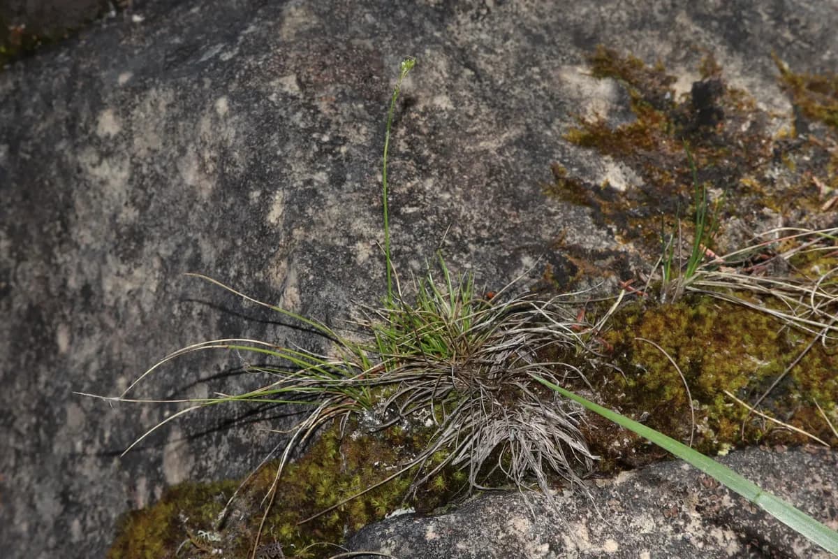 Bristleleaf Sedge (Carex eburnea)