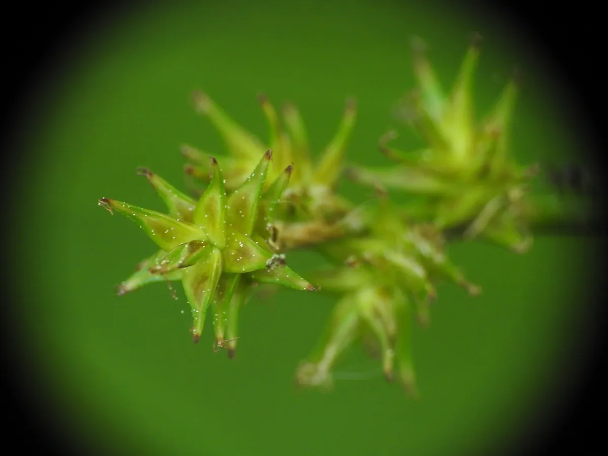 Star Sedge (Carex echinata)