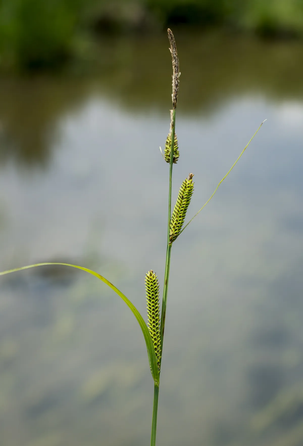 Emory's Sedge (Carex emoryi)