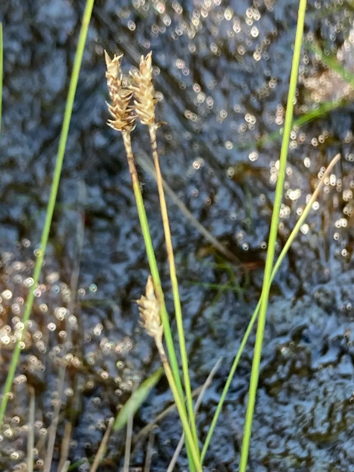 Coastal Sedge (Carex exilis)