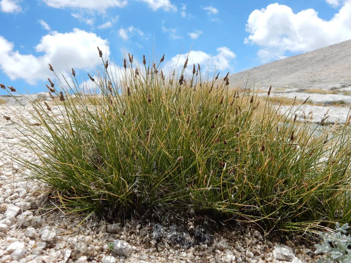 Threadleaf Sedge (Carex filifolia)