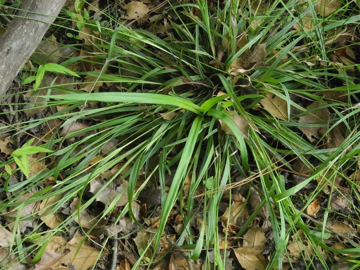 Thinfruit Sedge (Carex flaccosperma)