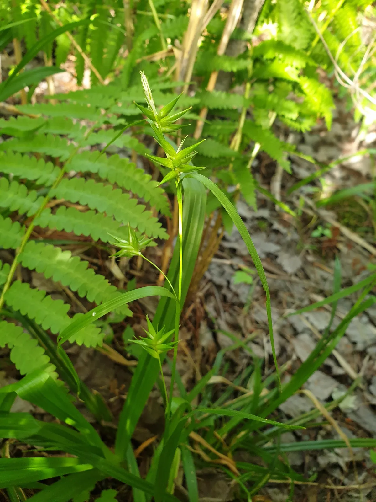 Northern Long Sedge (Carex folliculata)