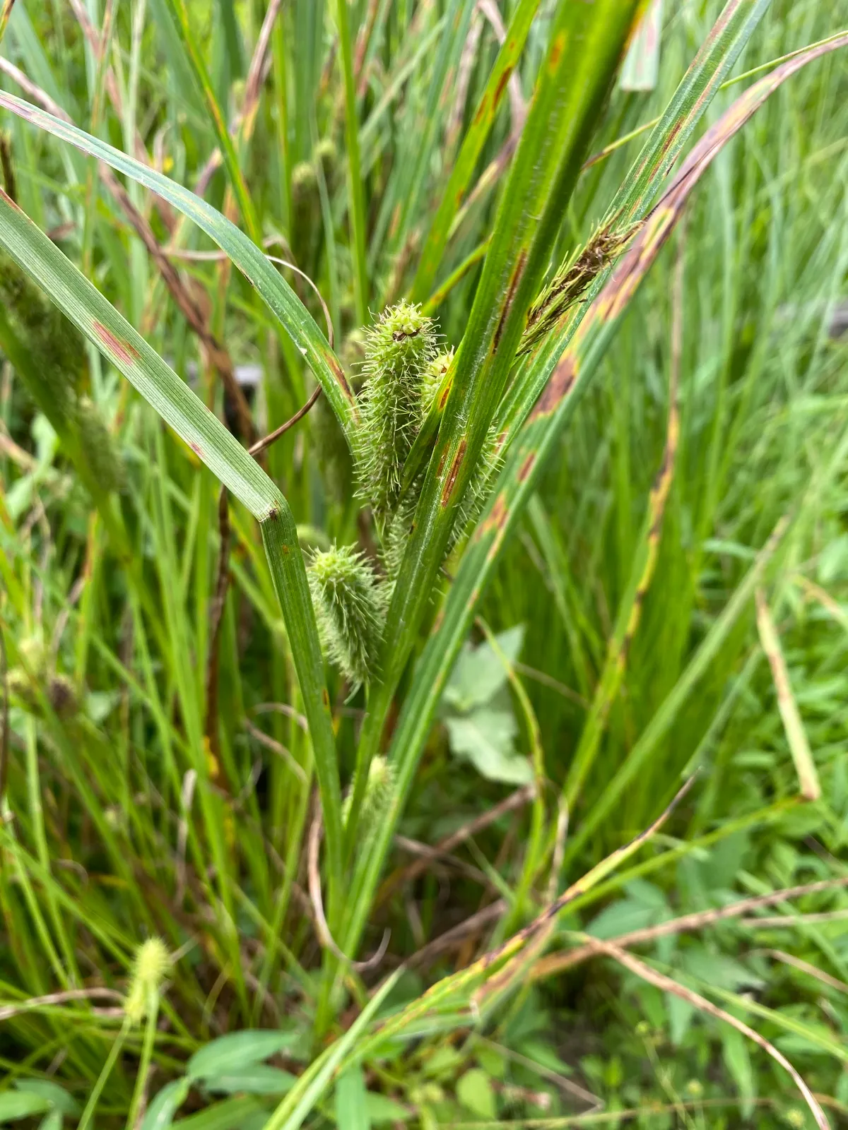 Frank's Sedge (Carex frankii)