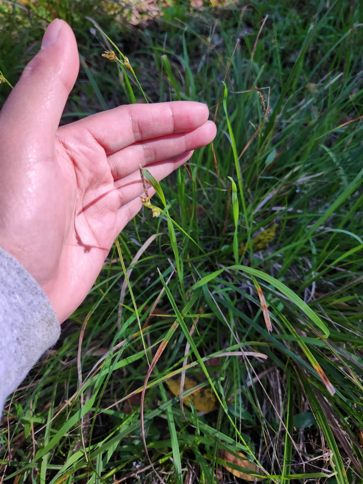 Roundfruit sedge (Carex globosa)