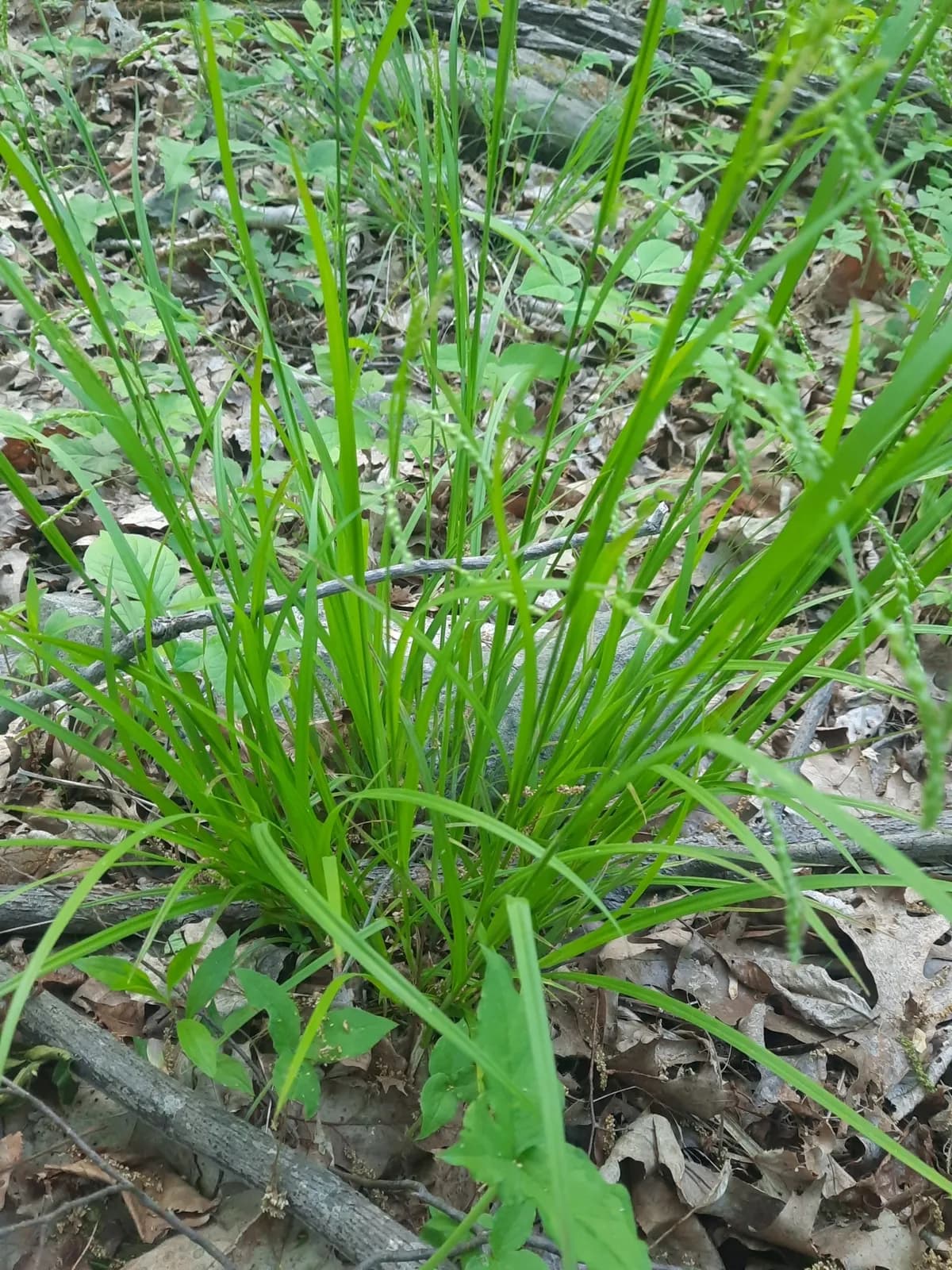 Graceful Sedge (Carex gracillima)