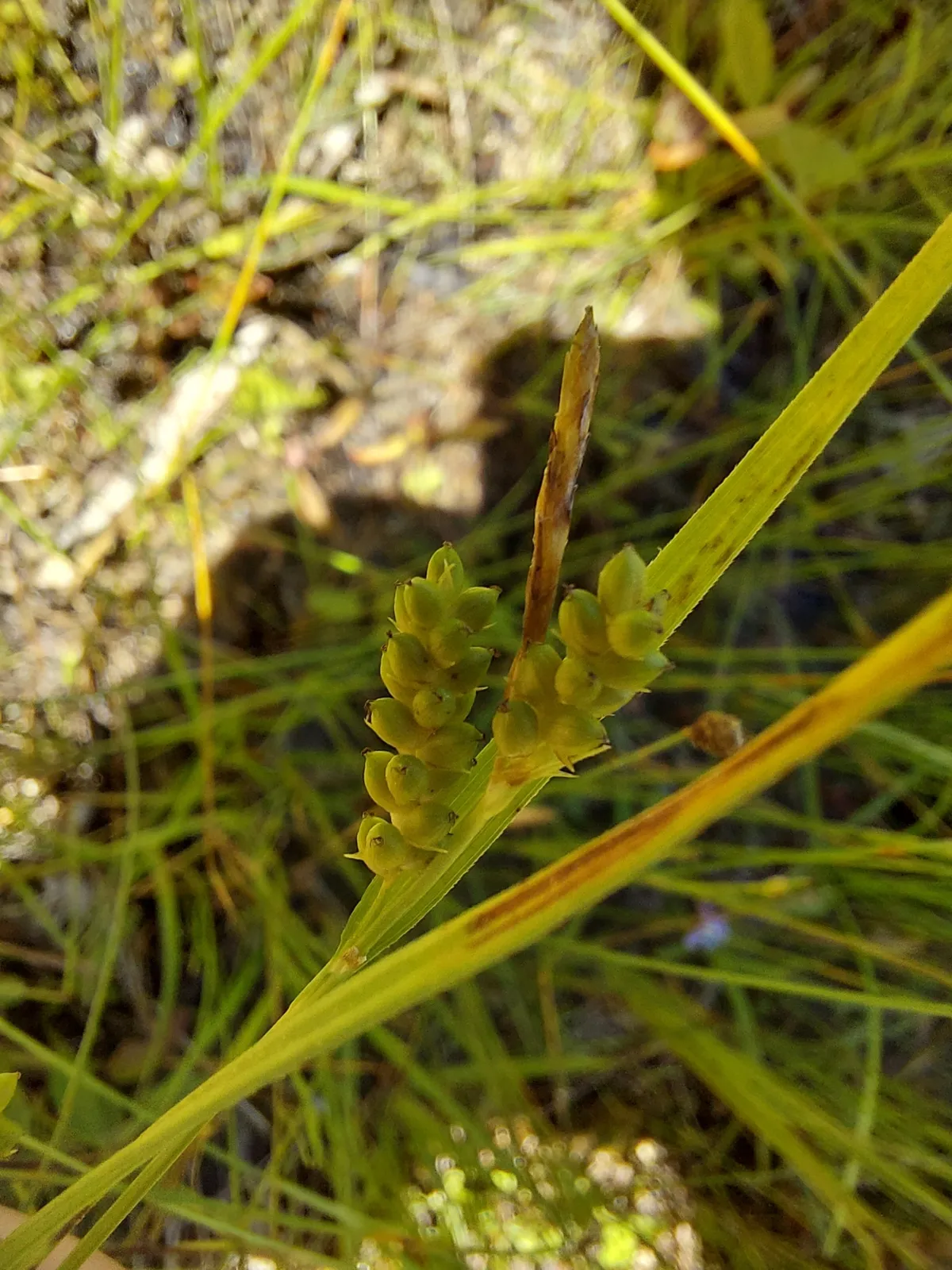 Limestone Meadow Sedge (Carex granularis)