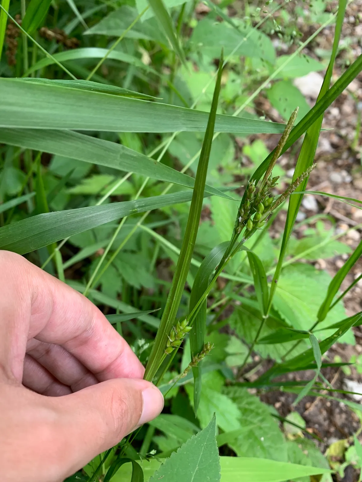 Inflated Narrow-leaf Sedge (Carex grisea)