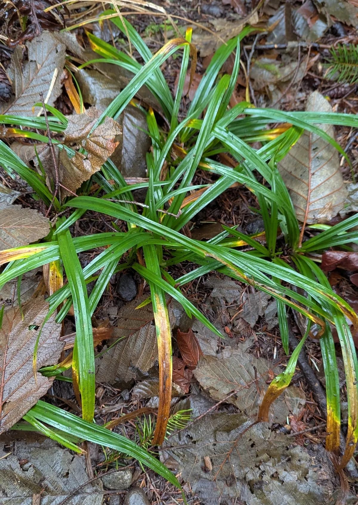 Henderson's Sedge (Carex hendersonii)