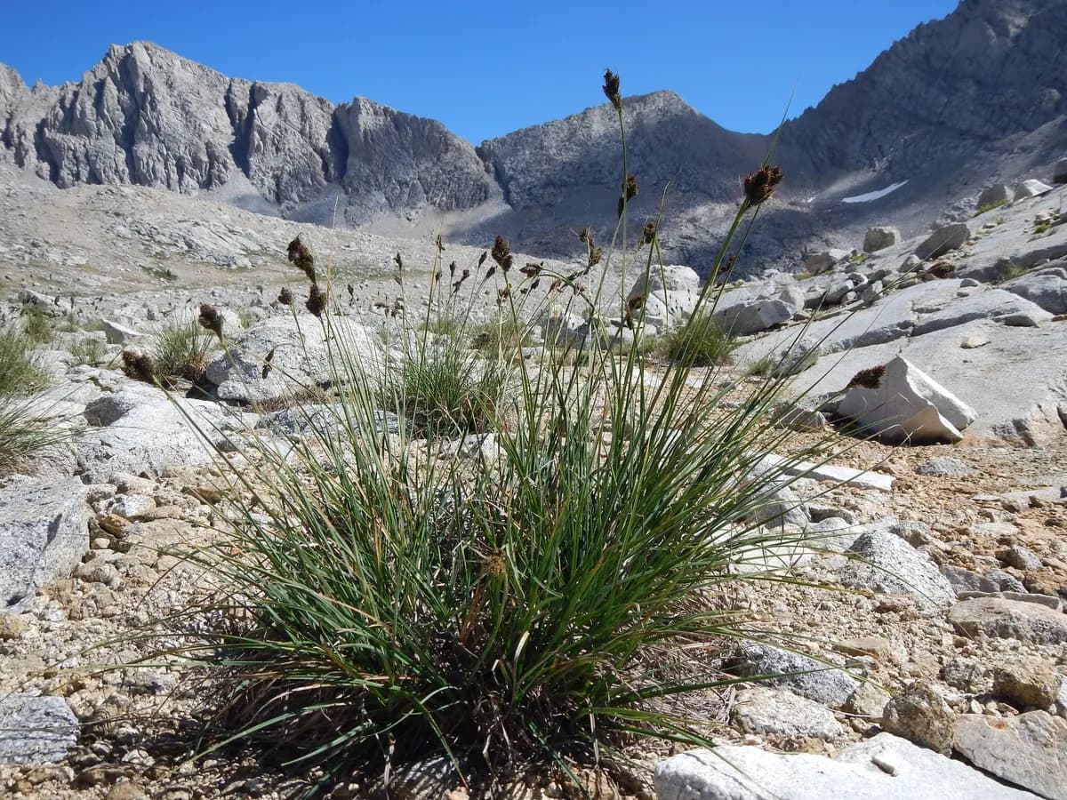 Smooth-Fruit Sedge (Carex heteroneura)