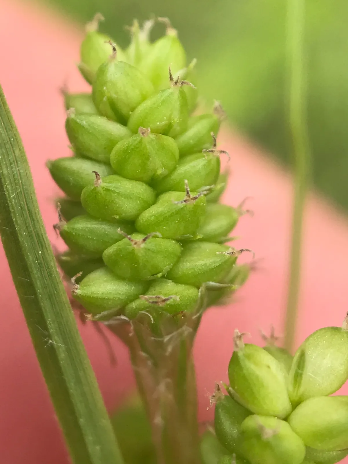Fuzzy Wuzzy Sedge (Carex hirsutella)