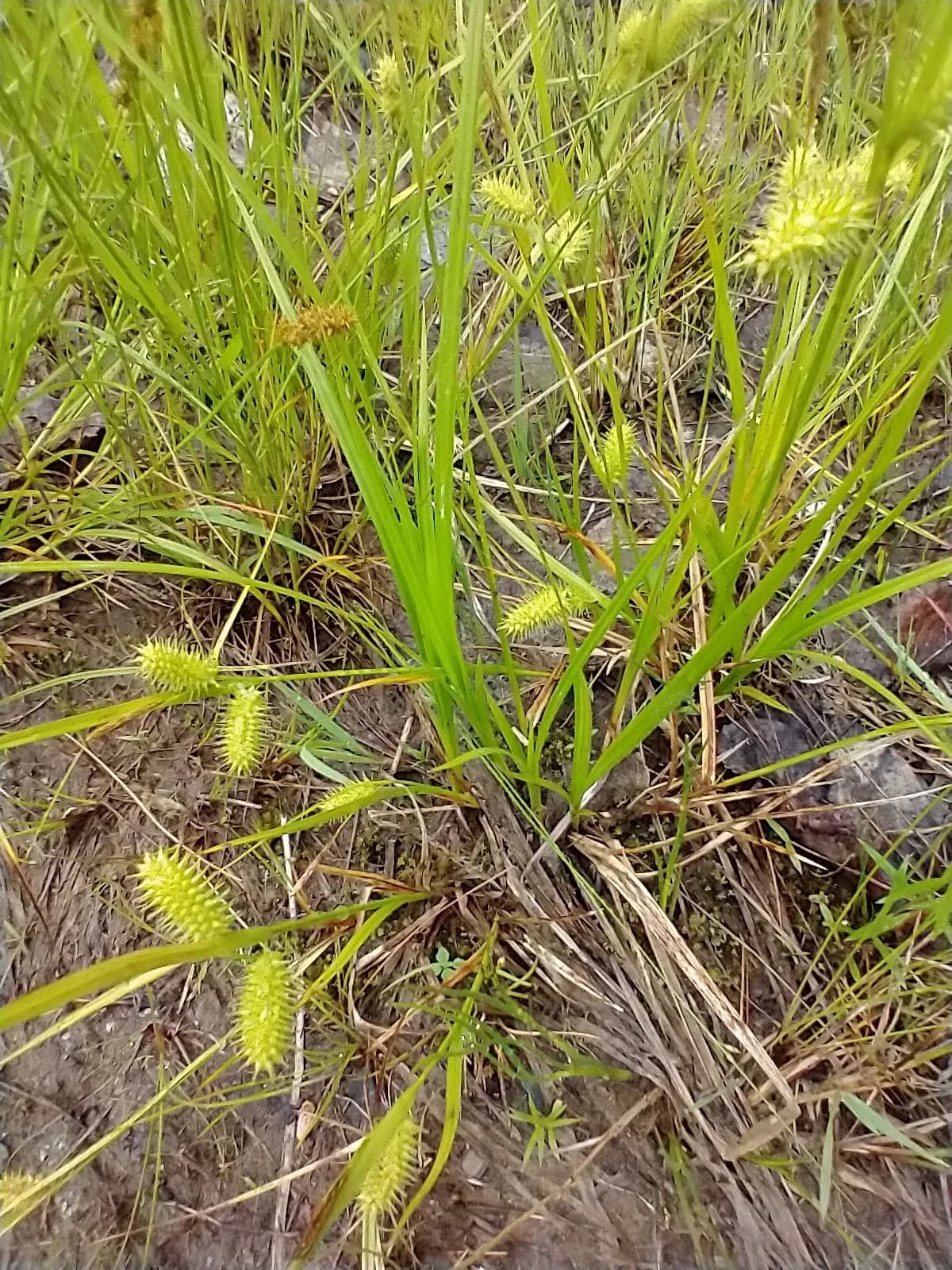 Bottlebrush Sedge (Carex hystericina)
