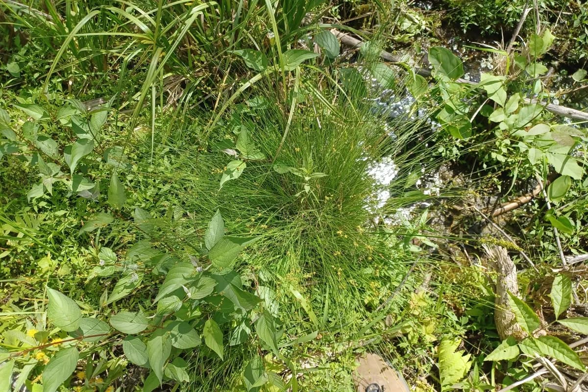 Inland Sedge (Carex interior)