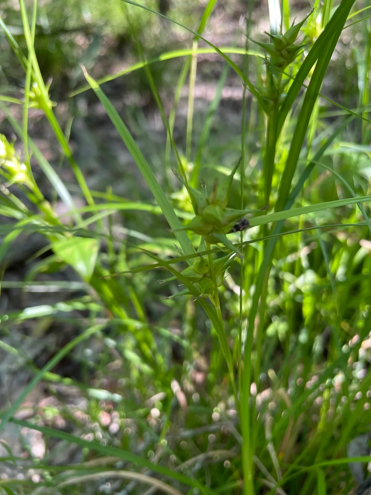 Greater Bladder Sedge (Carex intumescens)