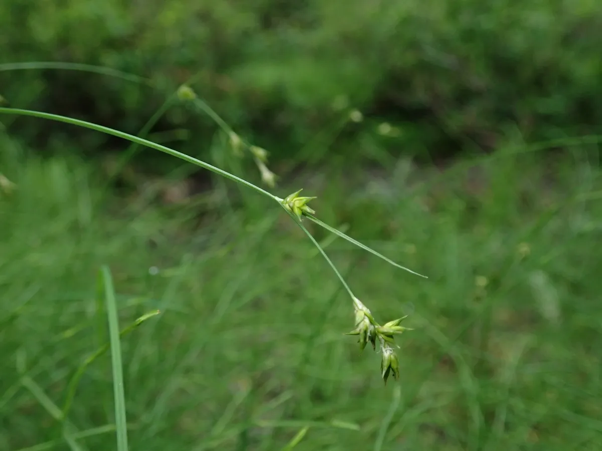 Smoothstem sedge (Carex laeviculmis)