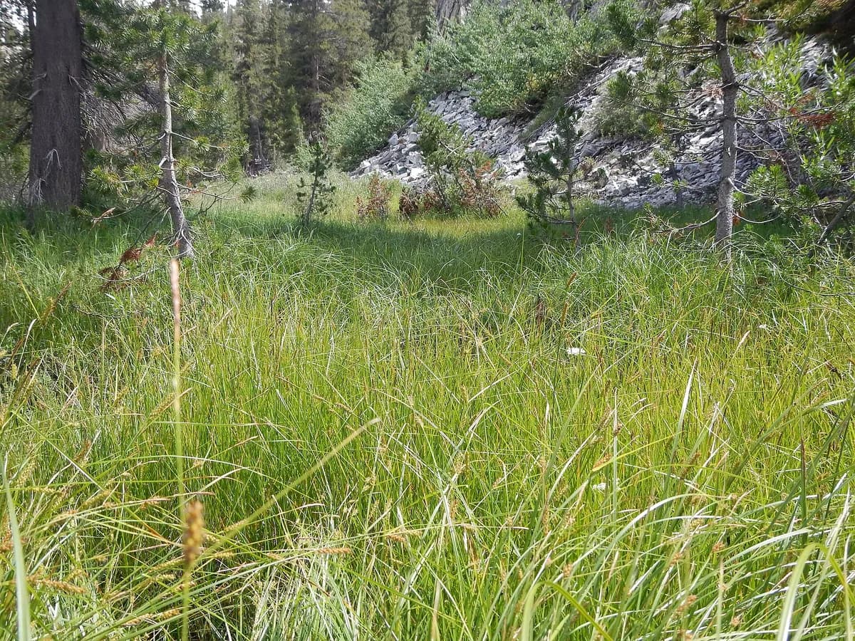 Carex lanuginosa