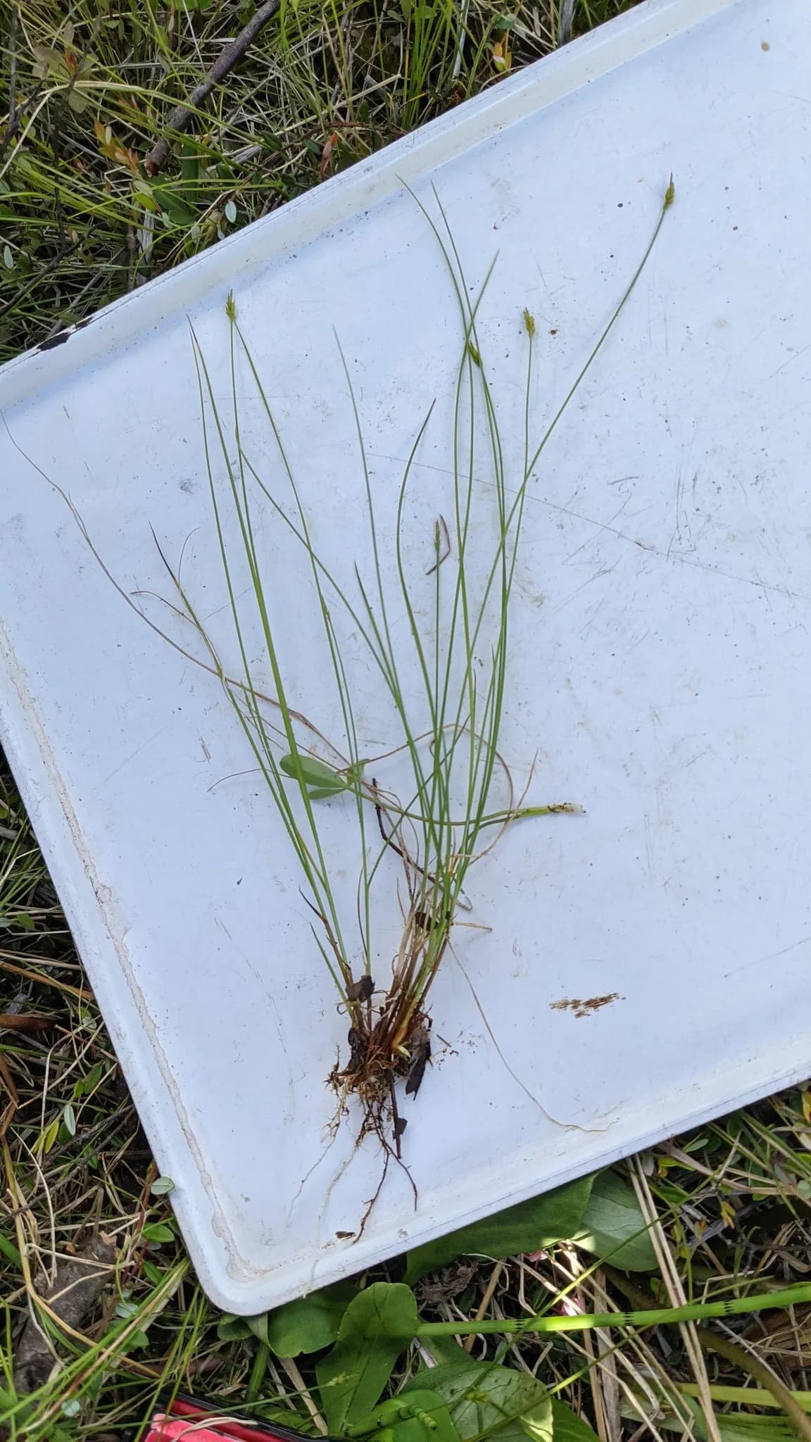 Bristly-Stalk Sedge (Carex leptalea)